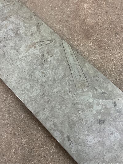 Ølandssten med to fossiler