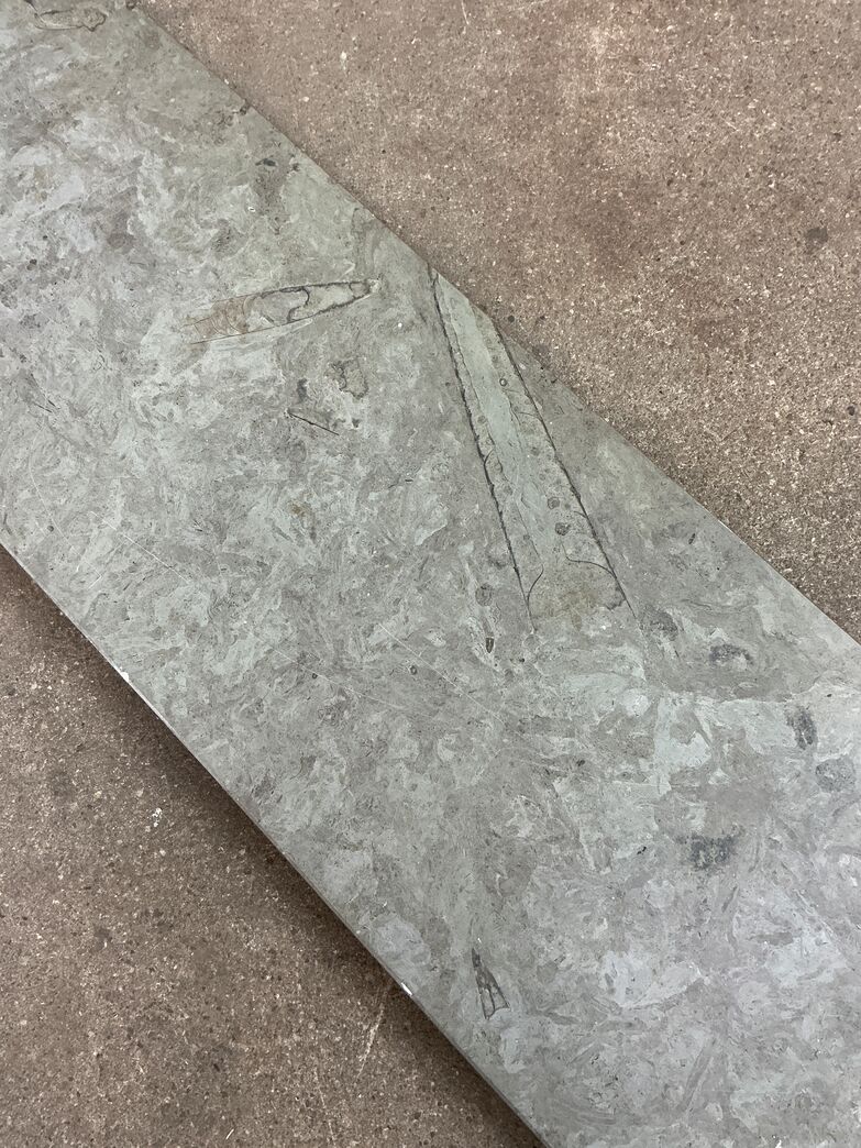 Ølandssten med to fossiler