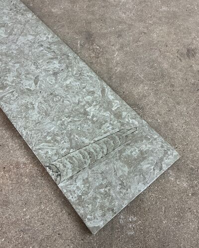 Ølandssten med tre fossiler