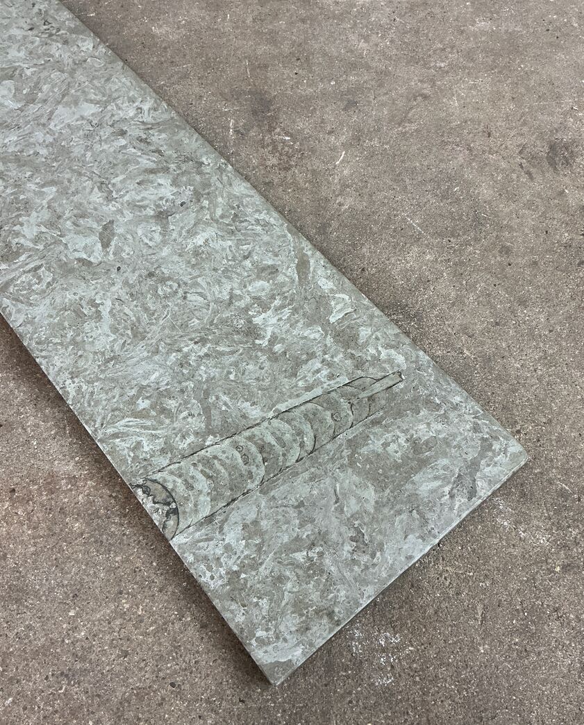 Ølandssten med tre fossiler