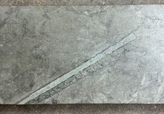 Ølandssten med 31 cm langt fossil