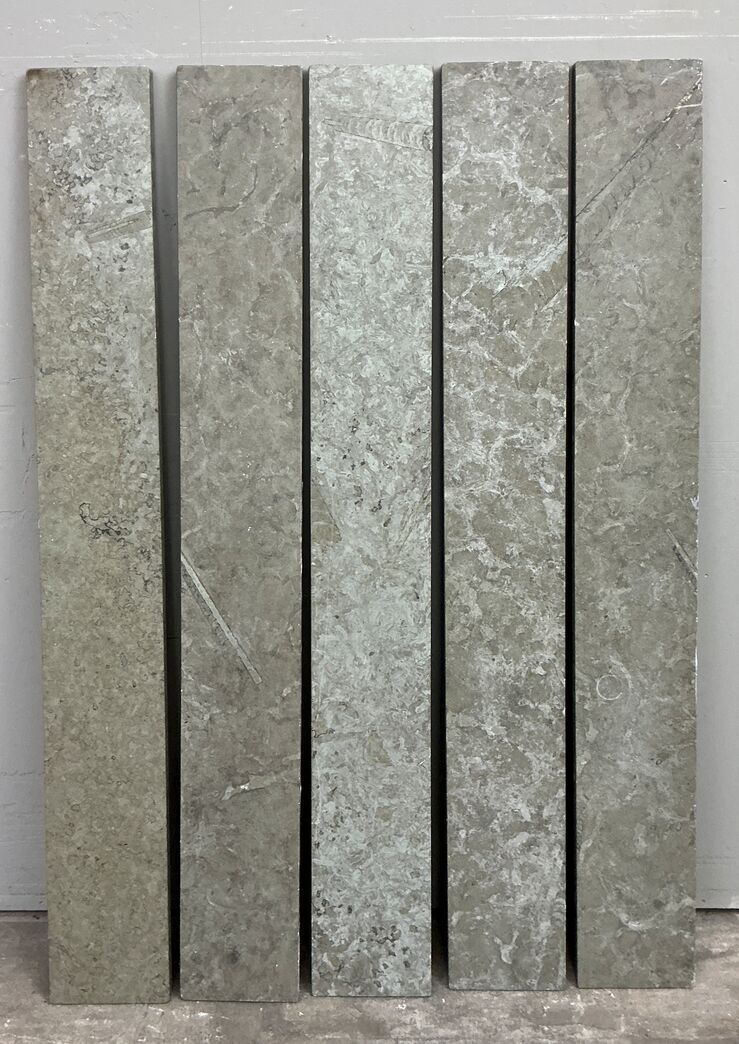 Ølandssten med 31 cm langt fossil