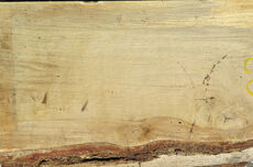 Egetræsplanke skåret af 100 år gammelt egetræ