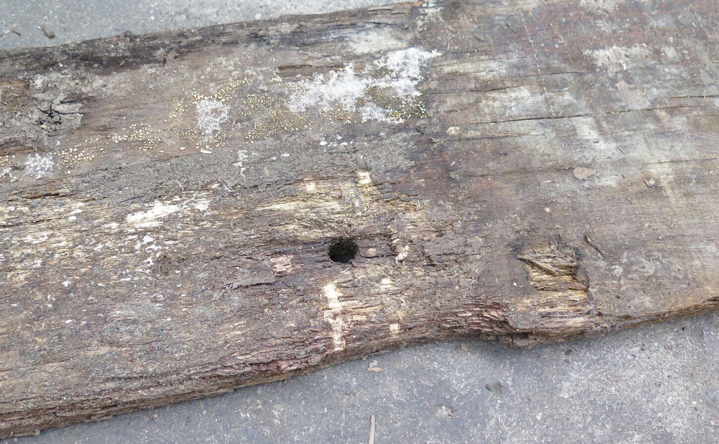 Egetræ fra Operaen - bagsiden af bjælken, frasorteret