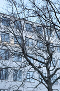New Yorker vindue 220x179 cm