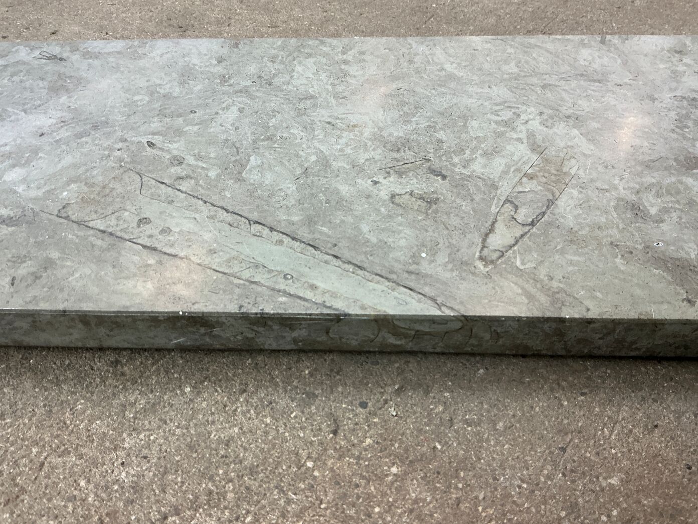 Ølandssten med to fossiler