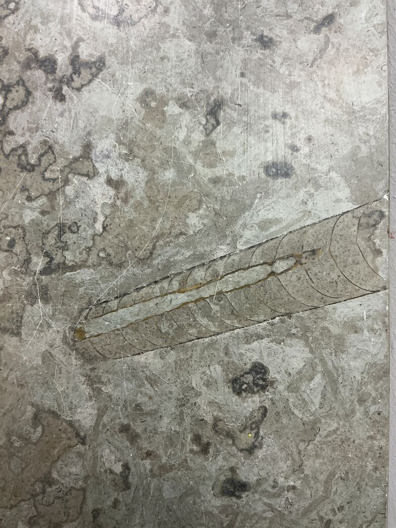 Ølandssten med to 14 cm fossiler