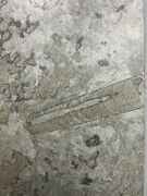 Ølandssten med to 14 cm fossiler