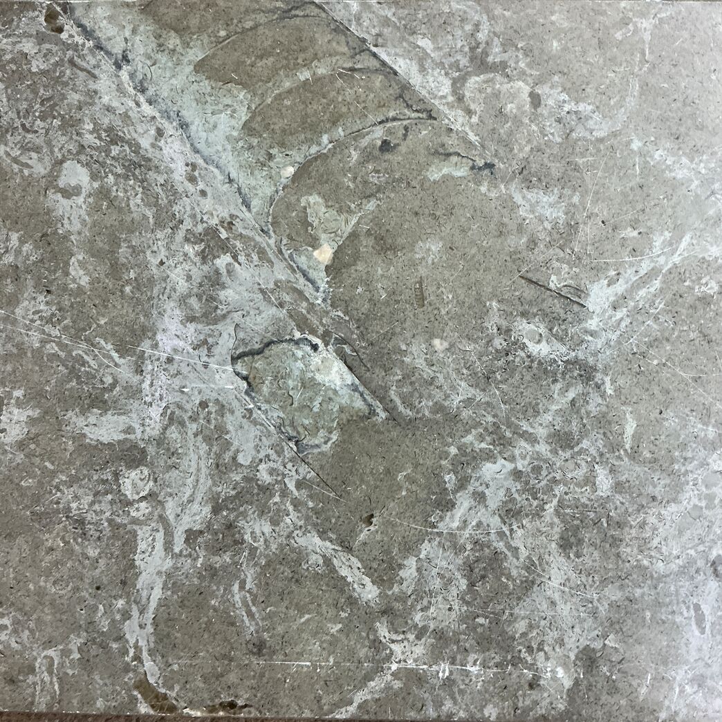 Ølandssten med to fossiler