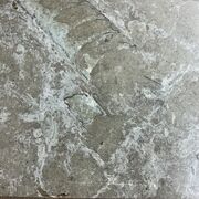 Ølandssten med to fossiler