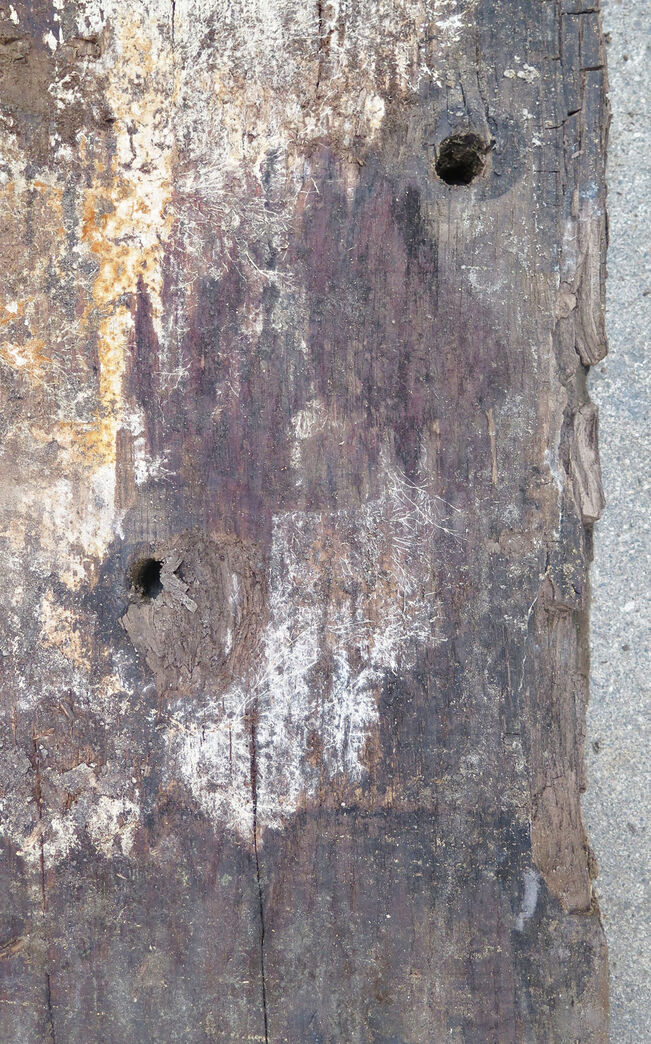 Egetræ fra Operaen - bagsiden af bjælken, frasorteret