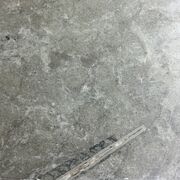 Ølandssten med tre fossiler